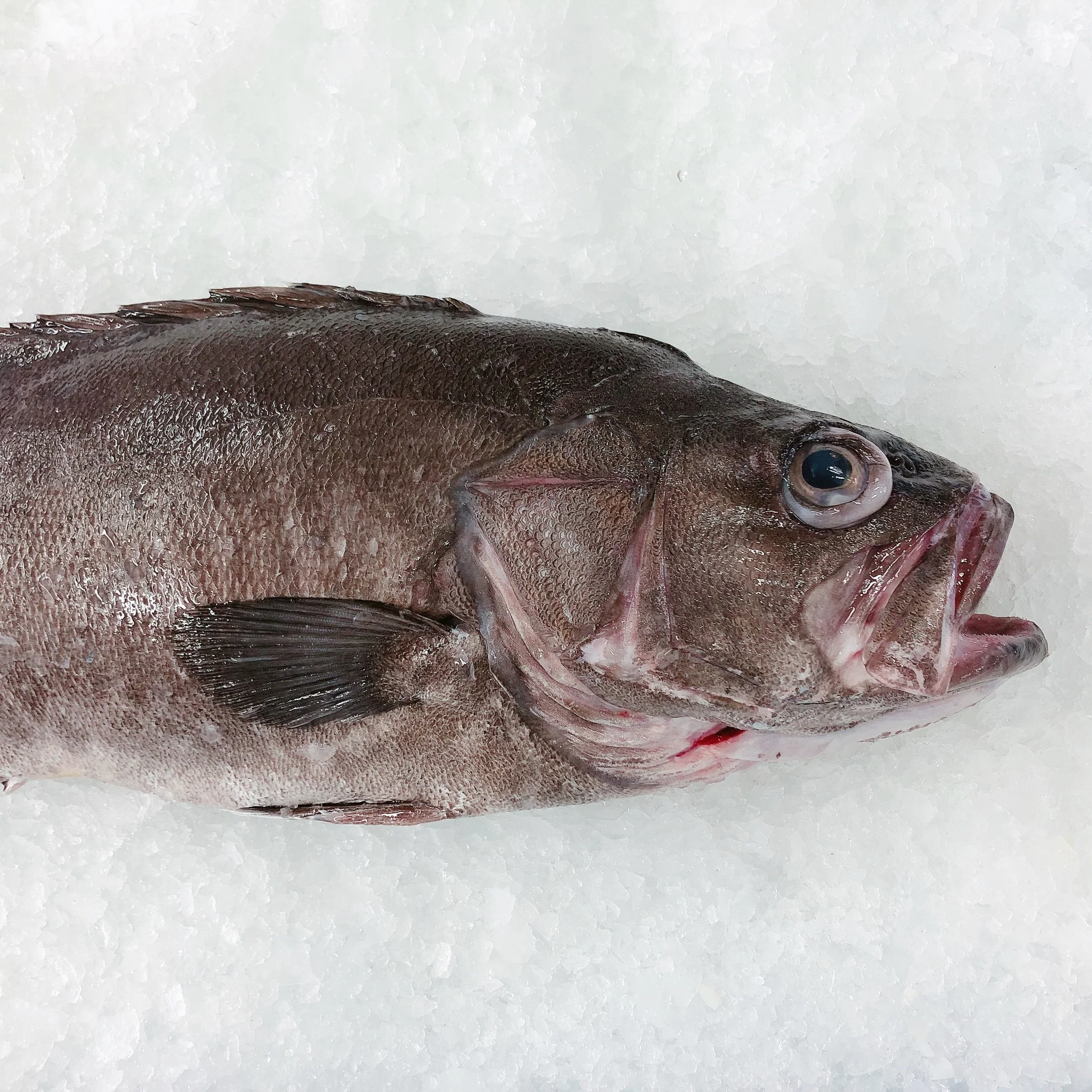 BASS GROPER 3.8KG - 8KG $39.99/KG