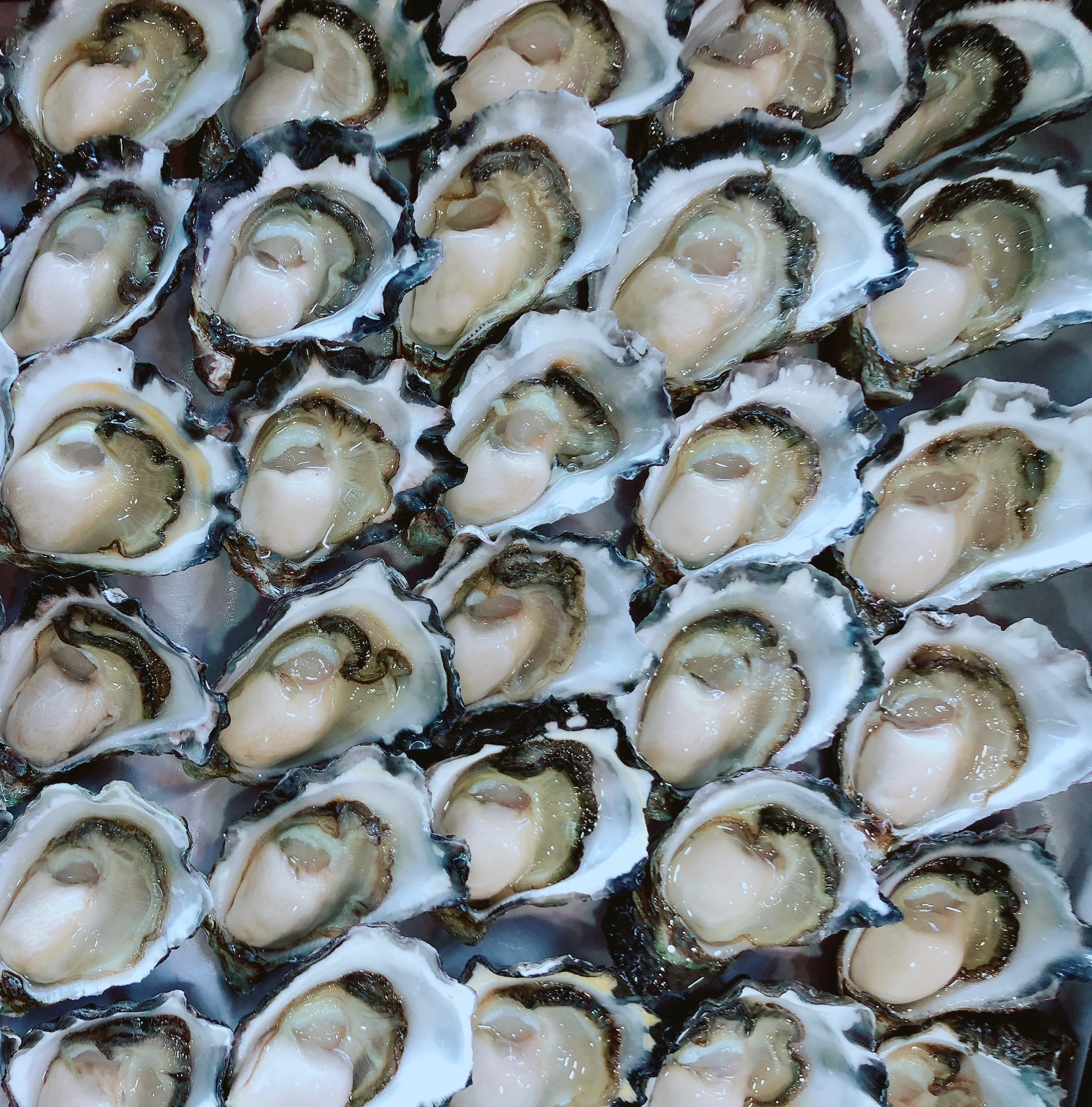 BULK PURCHASE SMALL SYDNEY ROCK OYSTERS (10 DOZ)